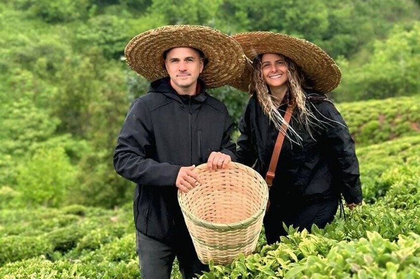 Tea Harvest and Tasting Experience from Leaf to Cup
