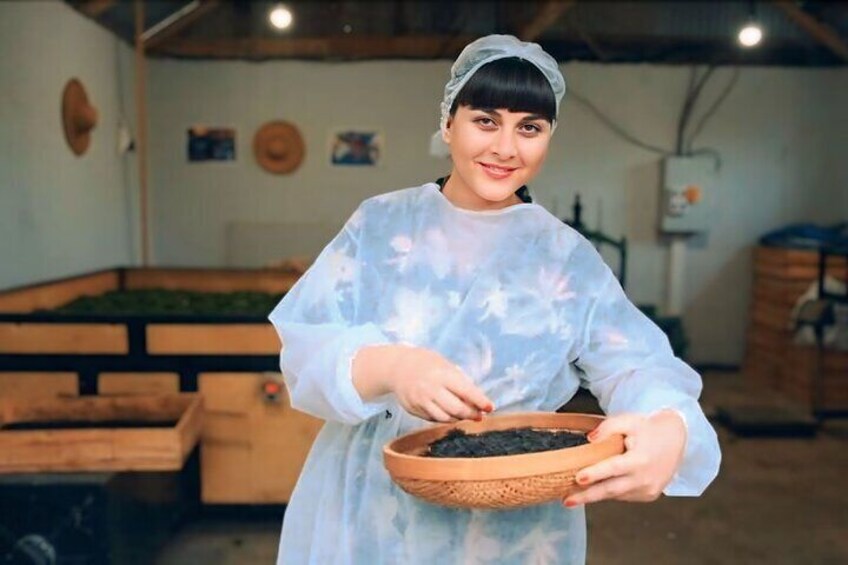 Tea Harvest and Tasting Experience from Leaf to Cup