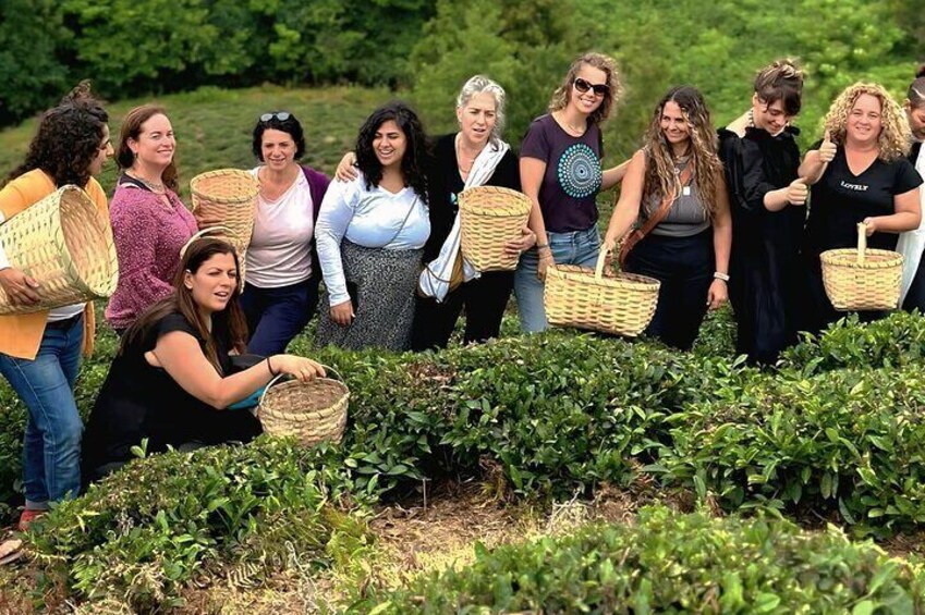 Tea Harvest and Tasting Experience from Leaf to Cup