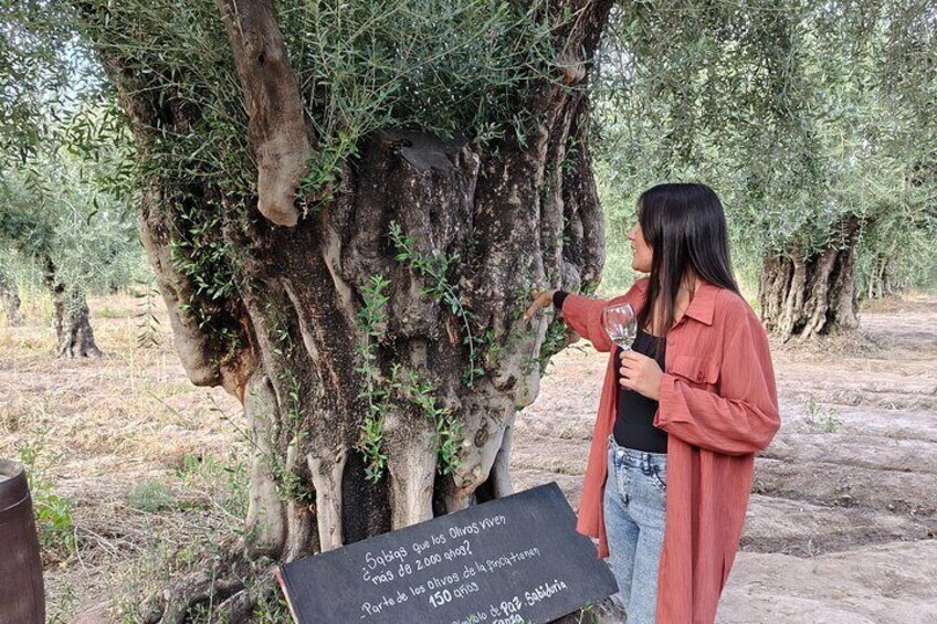 Mendoza Winery Tour with Olive Trees in Private Service