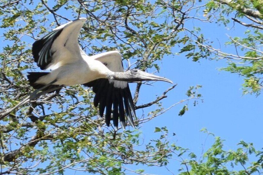 Palo Verde Boat Safari Wildlife Sugarcane and Local Crafts