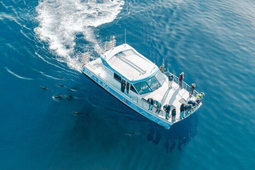 Wildlife , Dolphin , Birds , penguins on Tour 