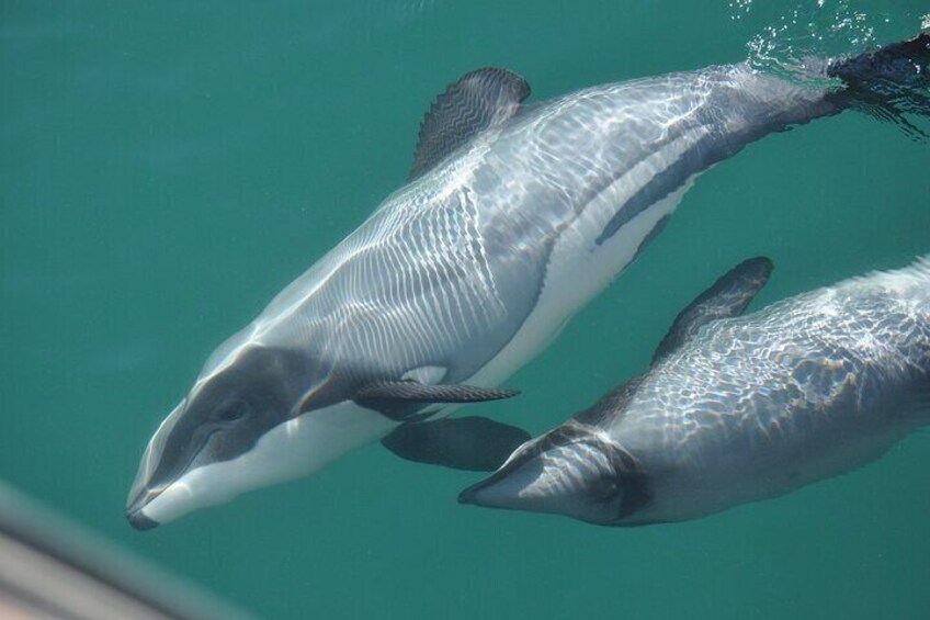 Queen Charlotte Hectors Dolphins 