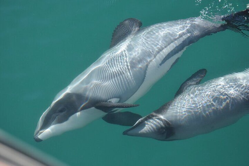 Queen Charlotte Hectors Dolphins
