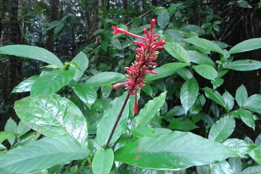 Private Tour El Yunque Rainforest waterfall