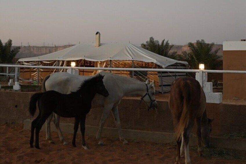 Arabian Delight Shared Experience