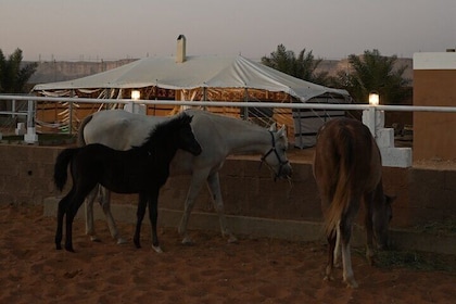 Arabian Delight Shared Experience