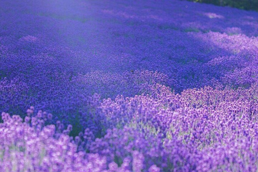 Hokkaido Classic Day Tour & Furano Flower Viewing Day Tour|Asahiyama Zoo & Biei Red Mangroves & Forest Fairy Terrace & Farm Tomita