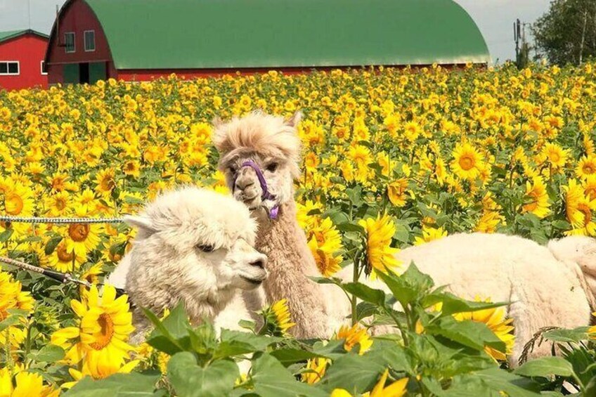 Hokkaido Classic Day Tour & Furano Flower Viewing Day Tour|Asahiyama Zoo & Biei Red Mangroves & Forest Fairy Terrace & Farm Tomita