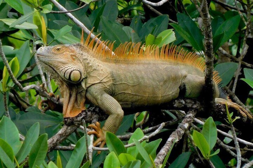 Bocas Biodiversity: A Birds & Wildlife EcoTour Experience