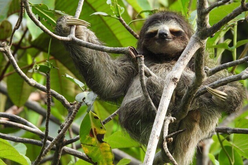 Bocas Biodiversity: A Birds & Wildlife EcoTour Experience