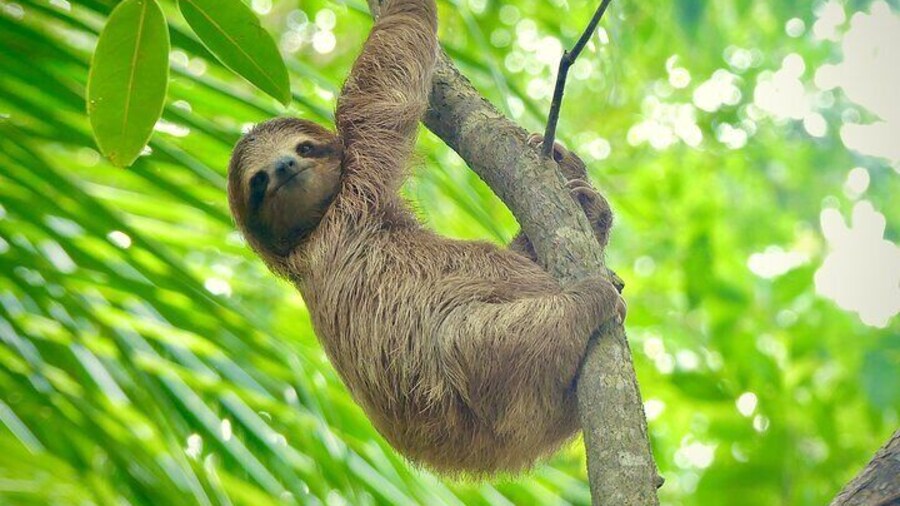 Bocas Biodiversity: A Birds & Wildlife EcoTour Experience