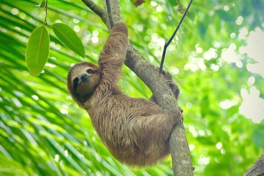 Bocas Biodiversity: A Birds & Wildlife EcoTour Experience