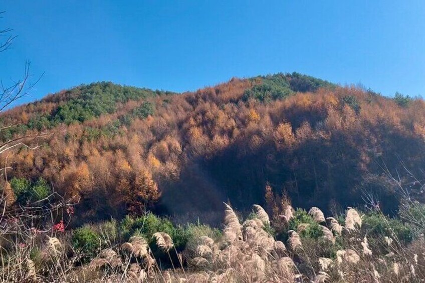 Full Day Gangneung with English Speaking Guide from Seoul