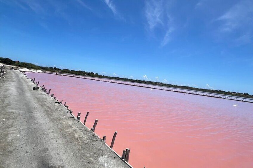Pink salt flats
