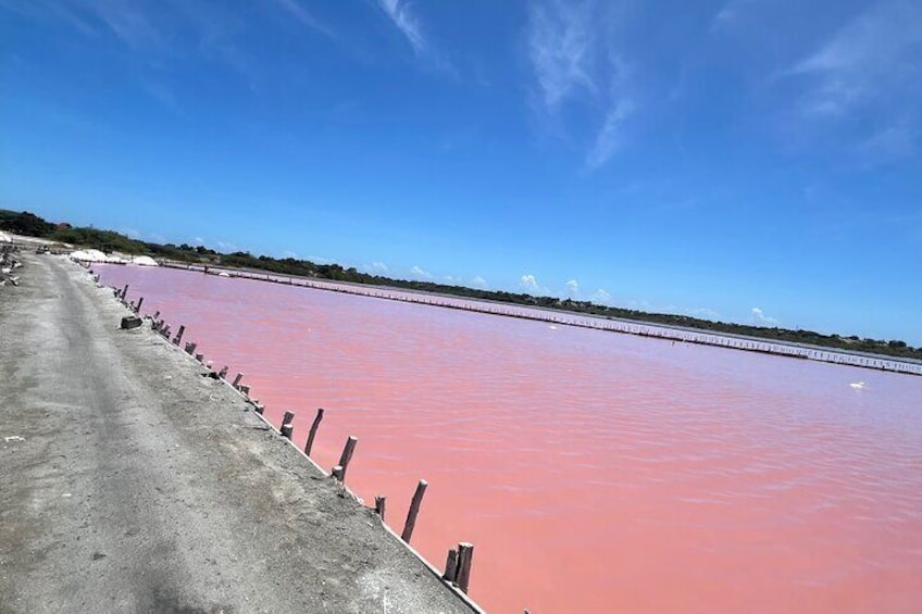 Pink salt flats