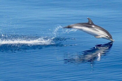 Dolphins at Sunset: Dream Cruise in the Bay of Taormina