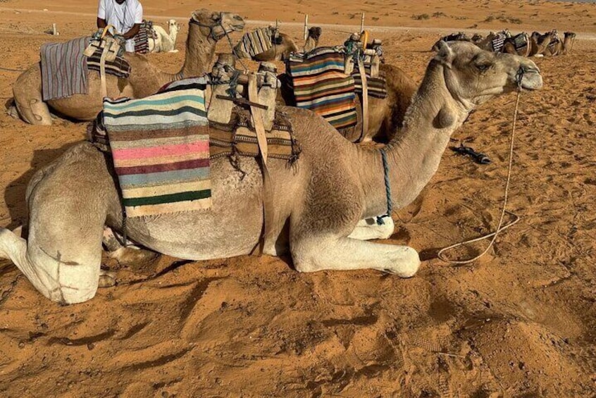 Ksar Ghilane and Tataouine A Desert Adventure