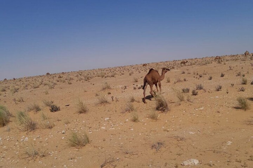 Ksar Ghilane and Tataouine A Desert Adventure