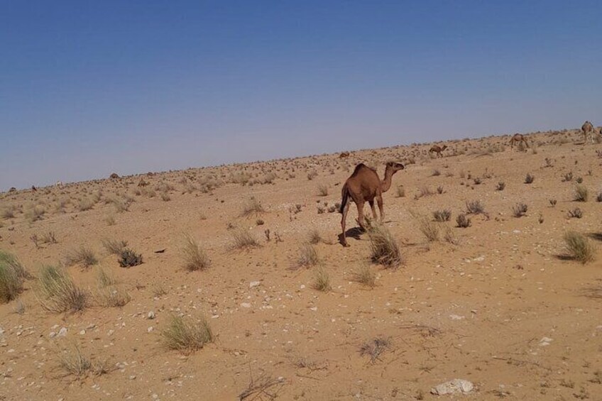 Ksar Ghilane and Tataouine A Desert Adventure