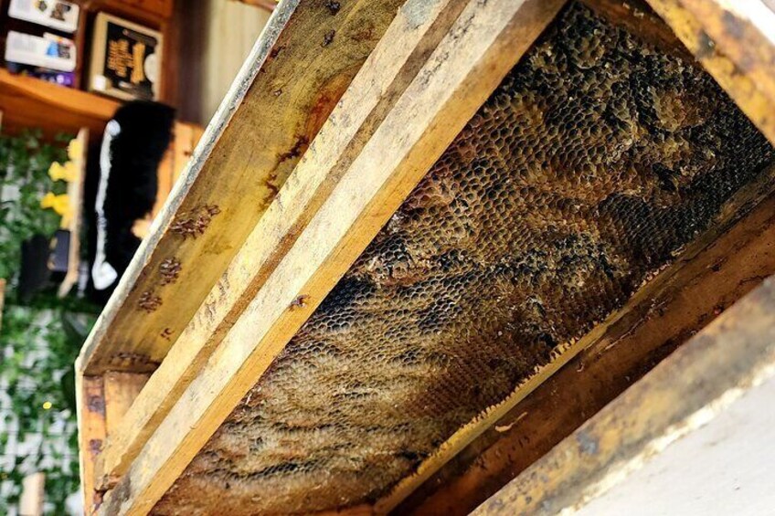 Old Town San Diego Honey Tasting & Bee Talk