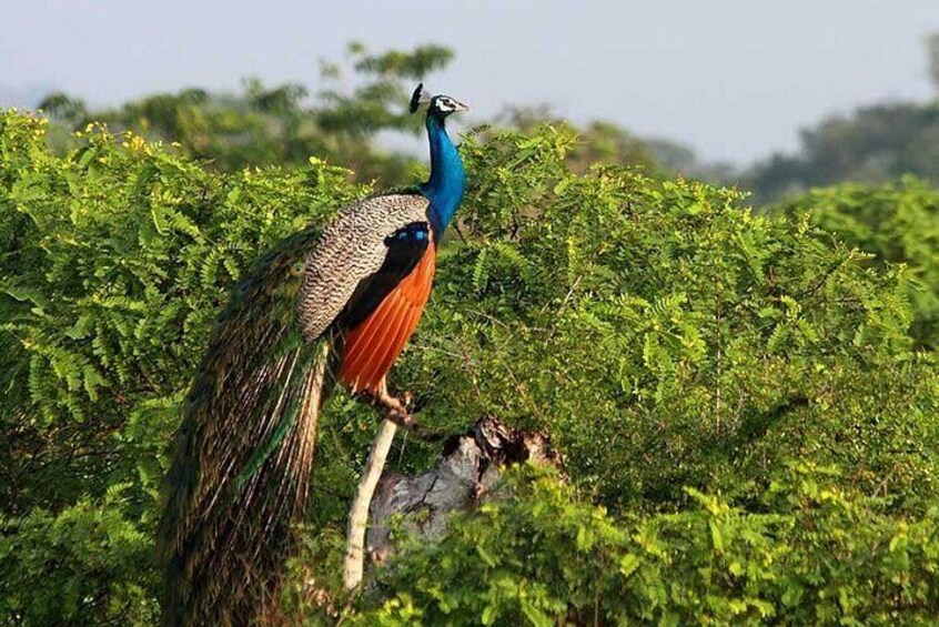 Wilpattu Wild Safari Day Trip - Private & All Inclusive
