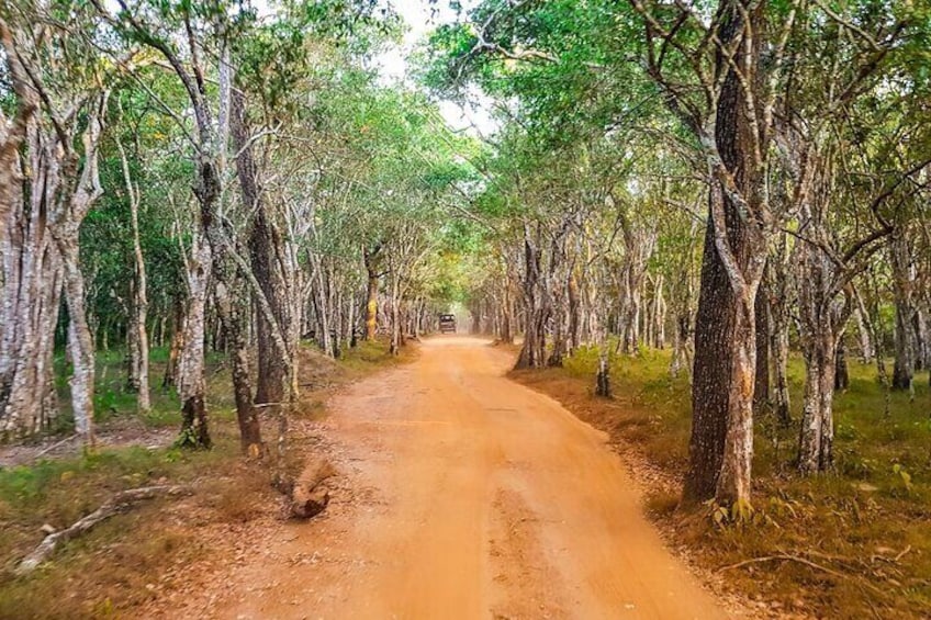 Wilpattu Wild Safari Day Trip - Private & All Inclusive