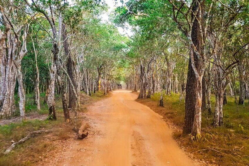 Wilpattu Wild Safari Day Trip - Private & All Inclusive