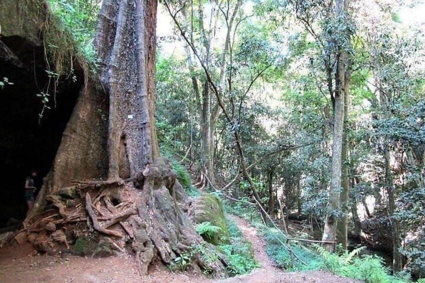 Nairobi Day Tour to Karura Forest Hike Trail Bike and Nature Walk