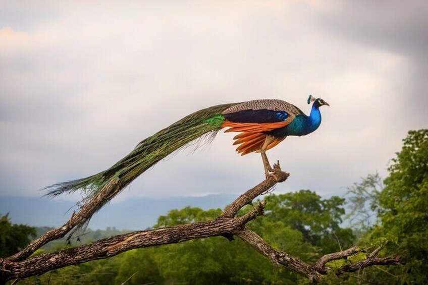 Udawalawe Safari From Arugam Bay with Transfer to Other Locations