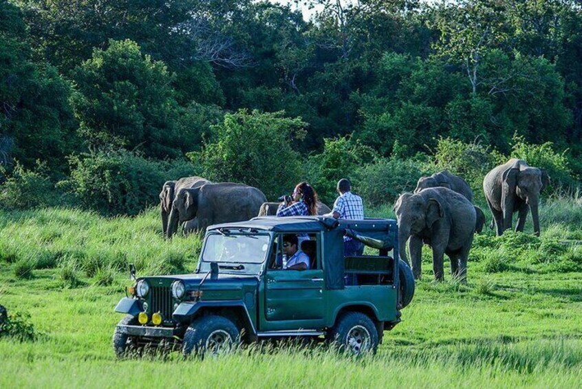 Udawalawe Safari From Arugam Bay with Transfer to Other Locations