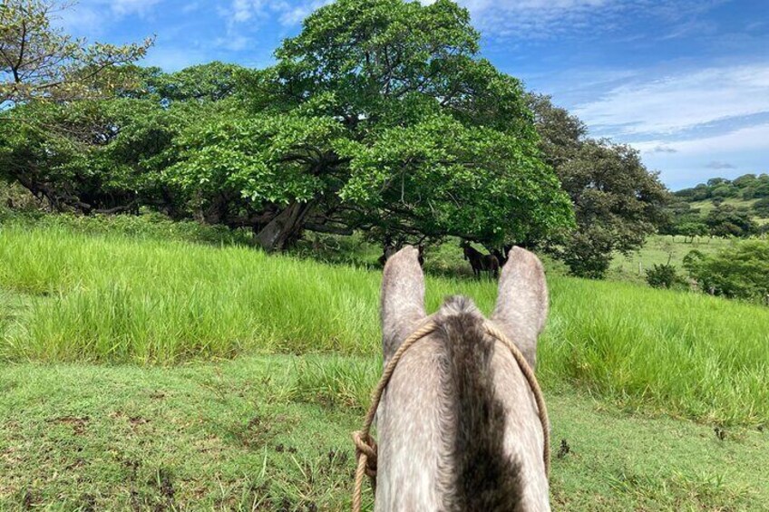Half Day Private Guanacaste Horseback and Farm Tour