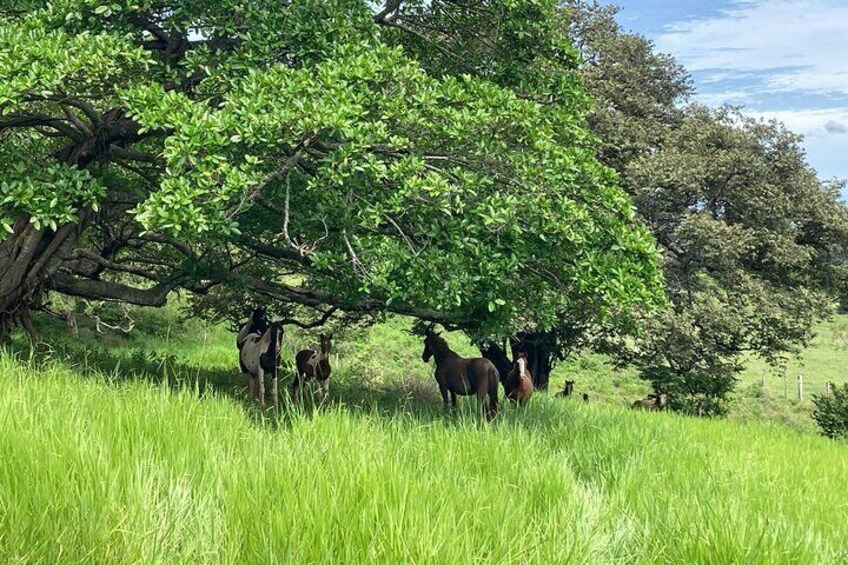 Half Day Private Guanacaste Horseback and Farm Tour