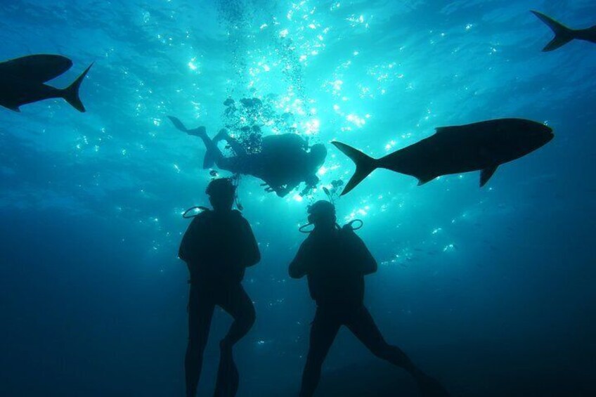 Enjoy the magic of the Big Blue!