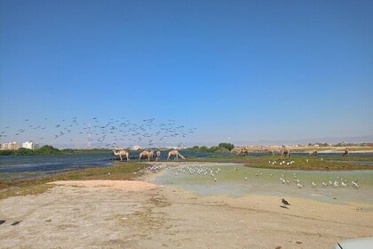 Private Salalah City 4x4 Tour Adventure