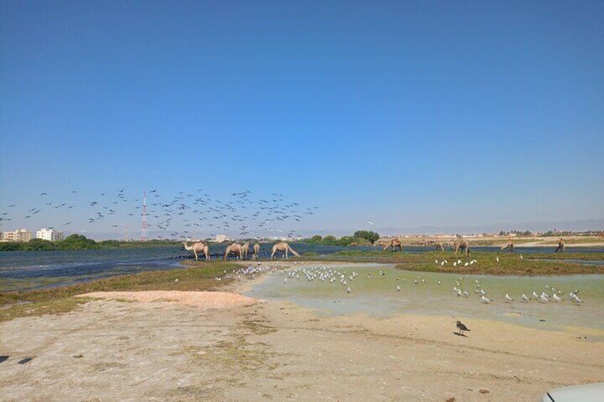 Private Salalah City 4WD Tour Adventure