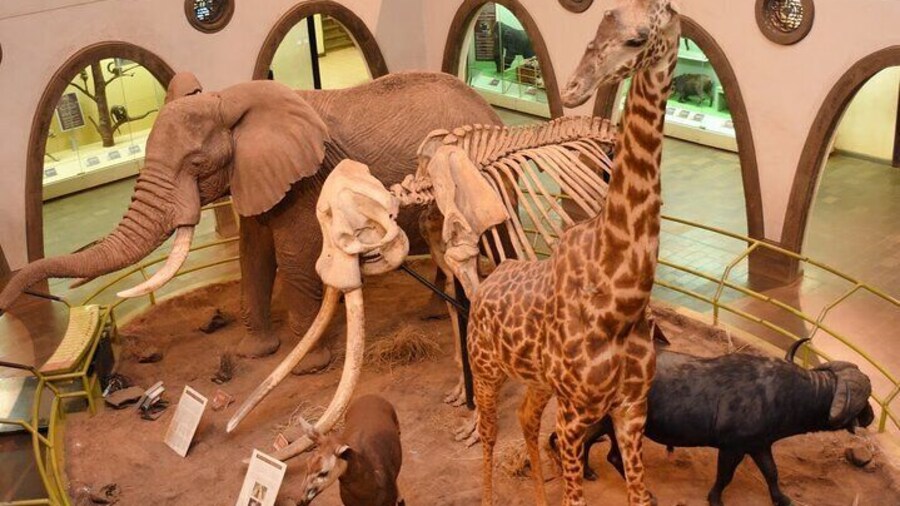 Nairobi Hightlight to Nairobi National Museum and Snake Park