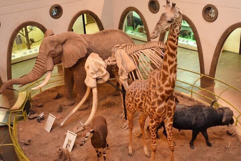 Nairobi Hightlight to Nairobi National Museum and Snake Park