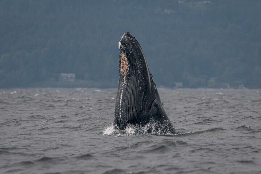 Private Whale Watching Nanaimo with Open Boat