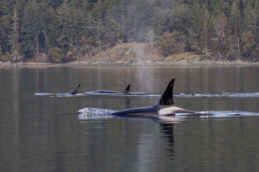 Private Whale Watching Nanaimo with Open Boat