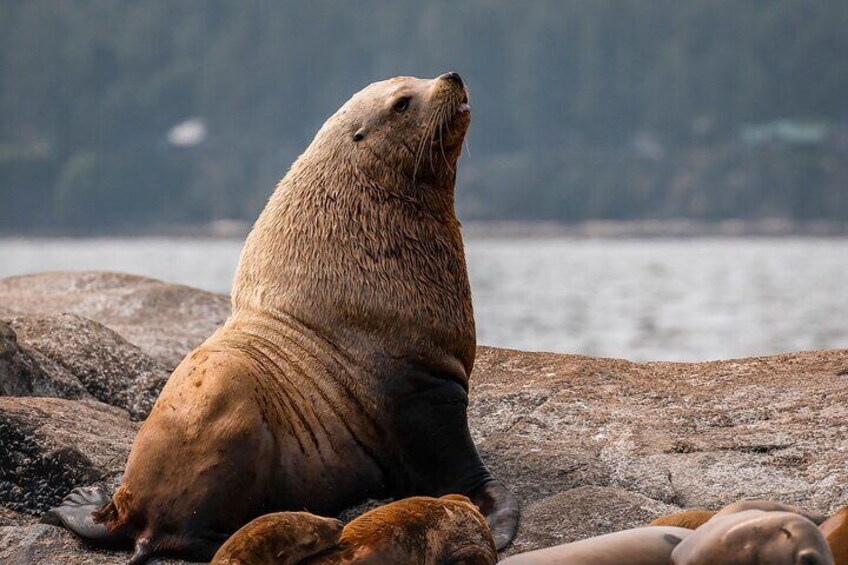 Private Whale Watching Nanaimo with Open Boat