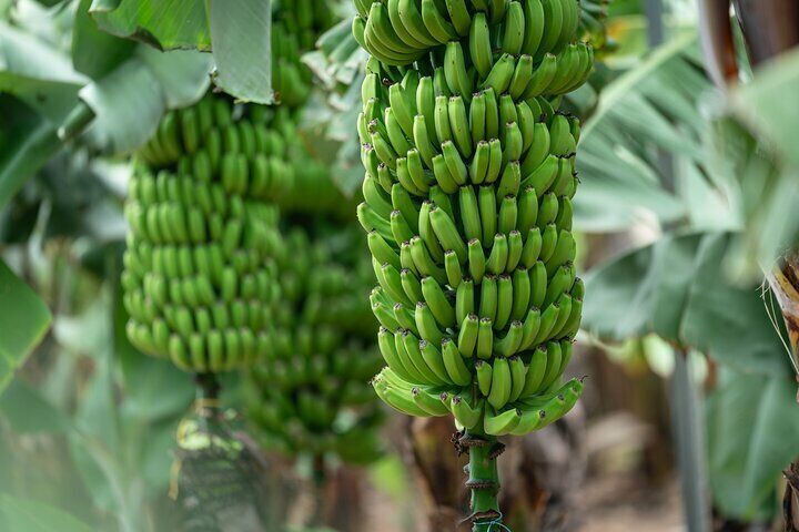 Tastes of Gran Canaria A Day of Flavours and Culture