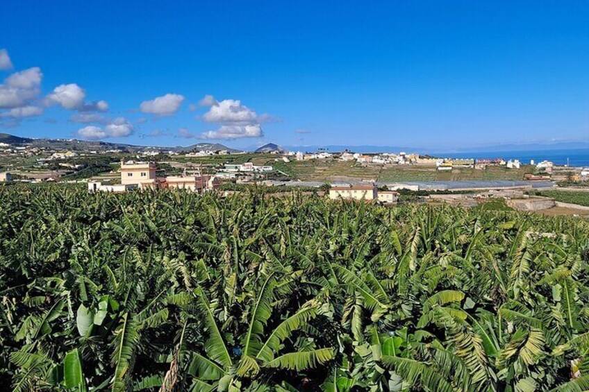 Tastes of Gran Canaria A Day of Flavours and Culture