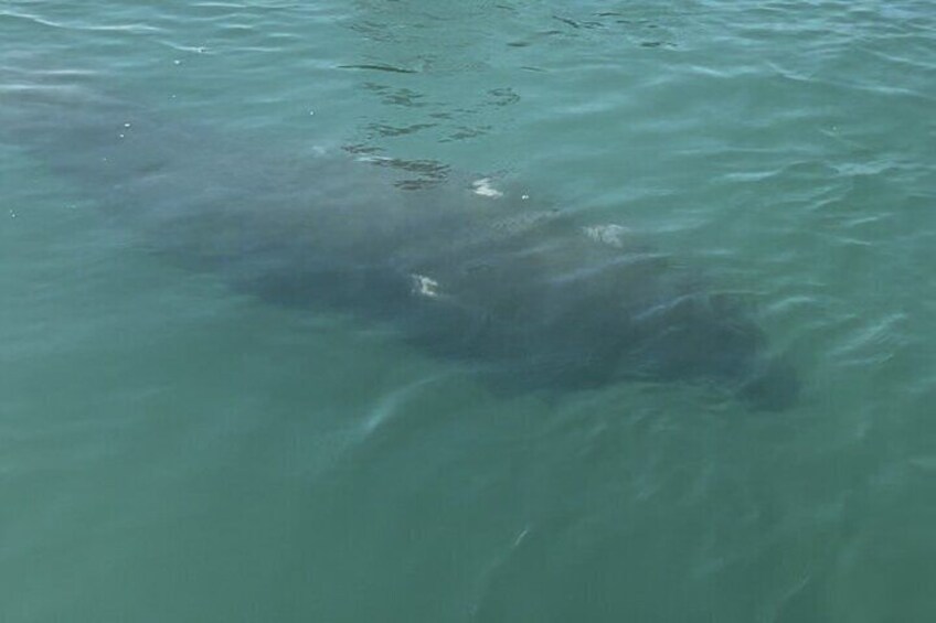 Boca Grande Kayaking Tour