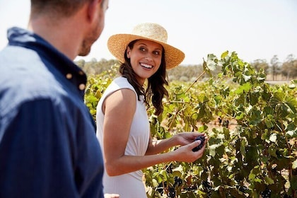 Hunter Valley Boutique Wine Tour with 3 Tastings