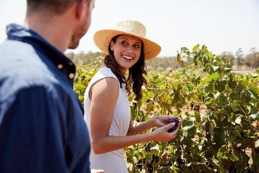 Discover the beauty of the Broke region of the Hunter Valley with 3 boutique cellar doors and lunch.