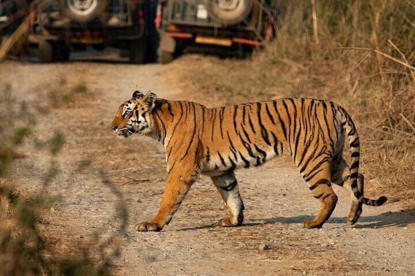 Chitwan jungle safari tour