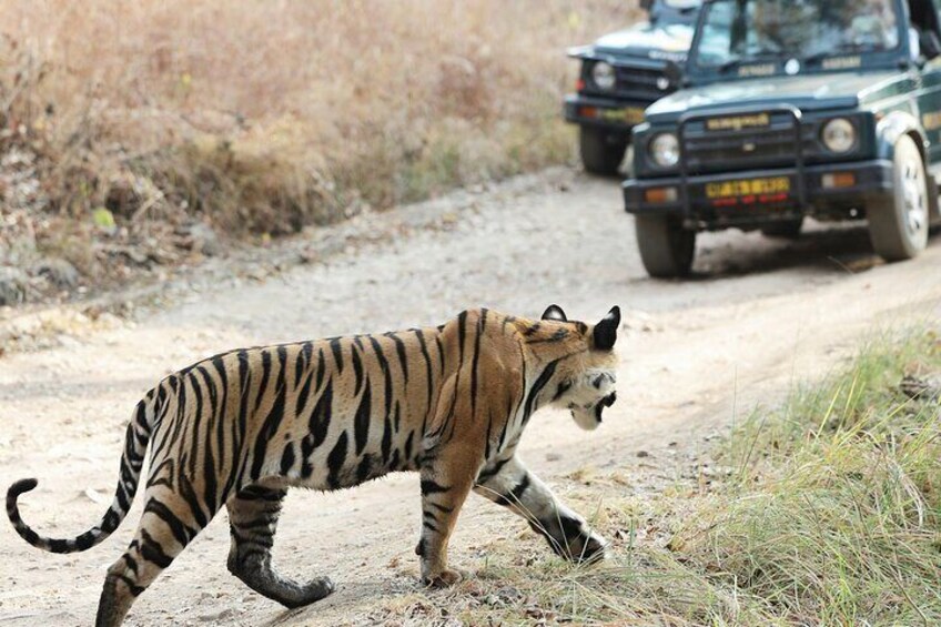 Chitwan jungle safari tour