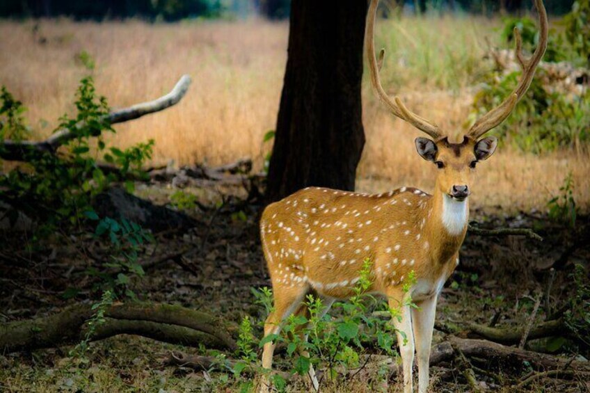 Chitwan jungle safari tour
