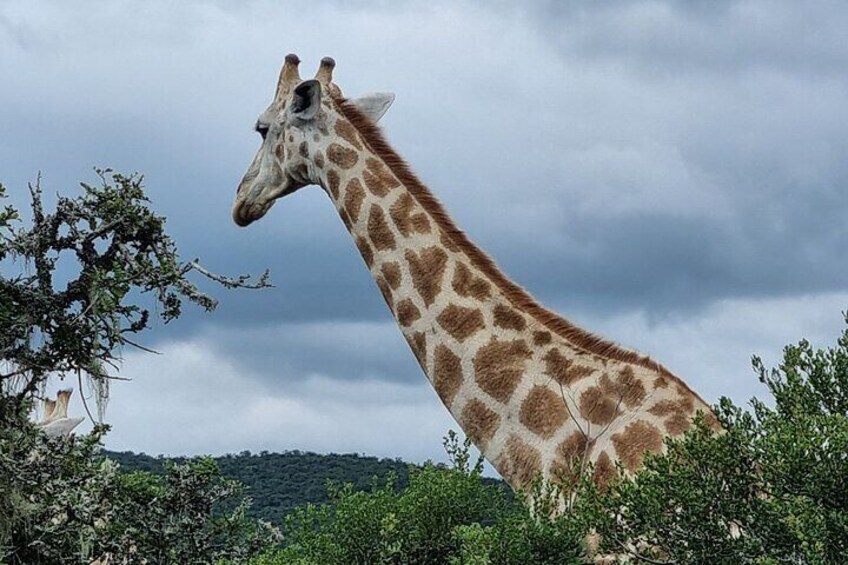 Addo National park and Kragga Kamma Pvt Game reserve